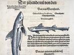 Conrad Gesner [Konrad Gessner] 1516-1565 - Sharks & Dogfish,, Antiek en Kunst