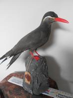 Inca Tern Taxidermie volledige montage - Larosterna inca -, Nieuw