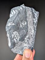 Fossiele zaadvarens - Gefossiliseerde plant - Alethopteris, Verzamelen