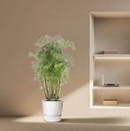 Polyscias Hawaiiana Ming | 100 cm - Ø24cm, Huis en Inrichting, Kamerplanten, Verzenden