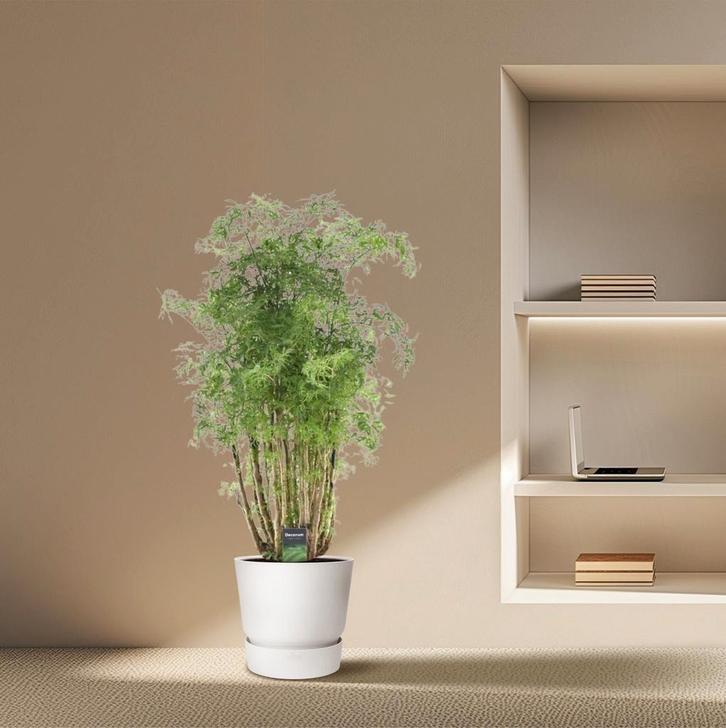 Polyscias Hawaiiana Ming | 100 cm - Ø24cm, Huis en Inrichting, Kamerplanten, Verzenden