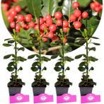Ilex Nellie R. Stevens + pot 9cm 4 pcs, Verzenden, Volle zon