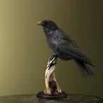 Kraai Taxidermie Opgezette Dieren By Max, Ophalen of Verzenden, Nieuw, Vogel, Opgezet dier