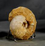 Een zeldzame ammoniet met mooie hechtlijnen - Gefossiliseerd, Verzamelen, Mineralen en Fossielen