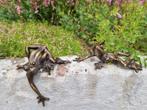 Clambering frogs - Gepatineerd brons - recent
