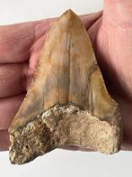 Megalodon tand 9,6 cm - Fossiele tand - Carcharocles, Nieuw