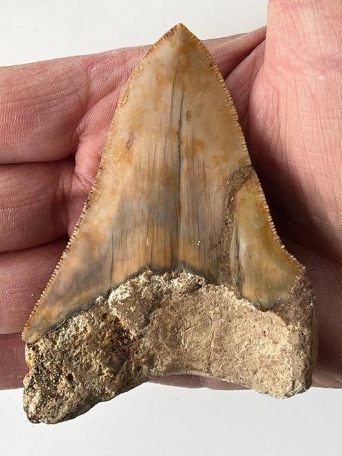 Megalodon tand 9,6 cm - Fossiele tand - Carcharocles, Verzamelen, Dierenverzamelingen