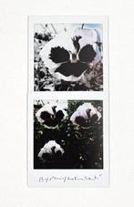 Maurizio Galimberti (1956) - BiFlowers - 11188