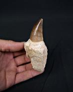 Mosasaurus - Fossiele tand - Mosasaurus Halisaurus - 10 cm, Verzamelen, Mineralen en Fossielen
