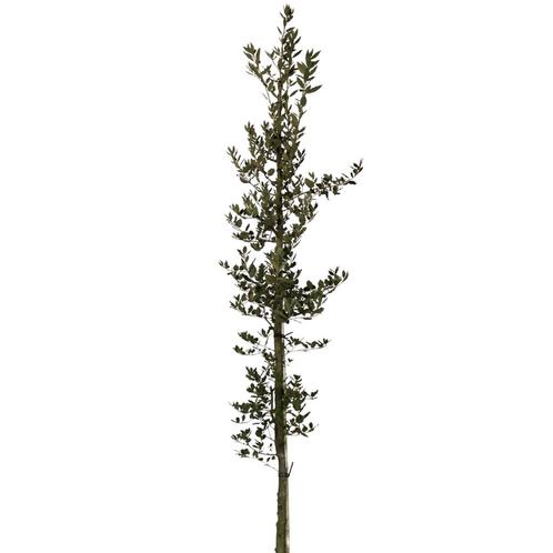 Steeneik - Quercus Ilex - Omtrek: 6-10 cm | Hoogte: 250 cm, Tuin en Terras, Planten | Bomen, Ophalen of Verzenden