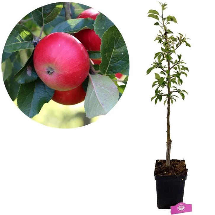 Malus domestica Discovery + Pot 23cm, Tuin en Terras, Planten | Fruitbomen, Volle zon, Verzenden