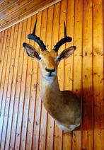 Antilope Taxidermie volledige montage - Aepyceros melampus -, Verzamelen, Dierenverzamelingen, Nieuw