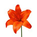 Bloembollen - 24 x Lelie Orange Ton - oranje, Verzenden, Voorjaar, Volle zon, Bloembol