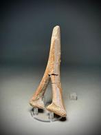 Zeldzaam Stegosaurus kuitbeen - Fossiel skelet - Distal