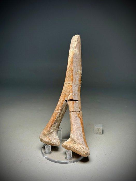 Zeldzaam Stegosaurus kuitbeen - Fossiel skelet - Distal, Verzamelen, Mineralen en Fossielen