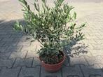 Olijfboom / Olijfbomen  60/70 cm