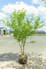 Acer davidii meerstammig, Tuin en Terras, Planten | Tuinplanten