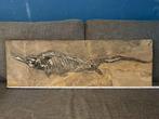Fossiel - Fossiele matrix - Mixosaurus - 109 cm - 37 cm