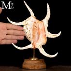 Gemonteerde Strombidae schelpen: De kunst van de natuur -