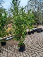 Parrotia persica vannesa perzisch ijzerhout, Tuin en Terras, Planten | Struiken en Hagen, Ophalen