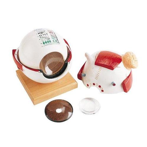 Anatomie model oogbol met functionele lens, Sport en Fitness, Overige Sport en Fitness, Verzenden