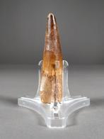 Prachtige dinosaurustand van aanzienlijke omvang - Fossiele, Verzamelen, Mineralen en Fossielen