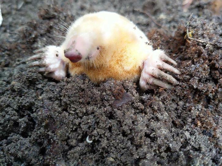 Mollenvanger, snelle service. Regio Groningen/Drenthe, Diensten en Vakmensen, Ongediertebestrijding, Insecten of Spinnen, Mollen of Woelratten