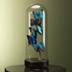Vlinders in Stolp Taxidermie Opgezette Dieren By Max, Verzamelen, Dierenverzamelingen, Ophalen of Verzenden, Nieuw, Insect, Opgezet dier