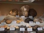 Oude fossielenverzameling, meer dan 25 stuks - Fossiele, Verzamelen, Mineralen en Fossielen