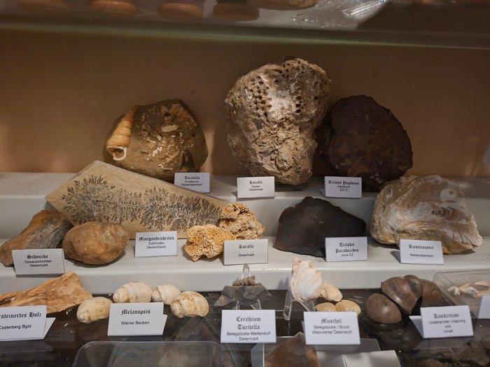 Oude fossielenverzameling, meer dan 25 stuks - Fossiele, Verzamelen, Mineralen en Fossielen