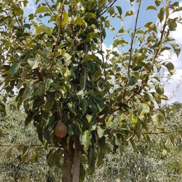 Perenboom - Pyrus Gieser Wildeman - Omtrek: 14-18 cm | Hoogt beschikbaar voor biedingen