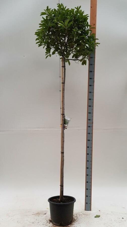 Photinia fraseri Red Robin bolvorm, Tuin en Terras, Planten | Tuinplanten