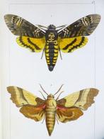 Pierre-Hippolyte Lucas - Histoire naturelle. Lépidoptères, Antiek en Kunst, Antiek | Boeken en Bijbels