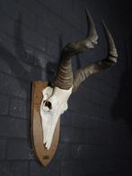 Hartebeest skull Schedel - Alcelaphus buselaphus - 40 cm -, Verzamelen, Nieuw