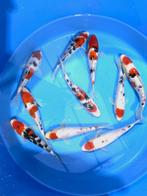 Hirasawa Marusei 22-27cm (Japanse Koi), Dieren en Toebehoren, Karper of Koi