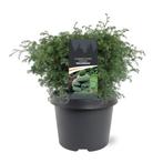 Chamaecyparis pis. Squarrosa 25-30 cm Conifeer, Tuin en Terras, Verzenden