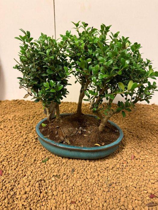 Japanese holly bonsai (Ilex crenata) - Hoogte (boom): 25 cm, Antiek en Kunst, Curiosa en Brocante