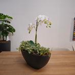 Phalaenopsis & Fittonia combi kunstplant, H60, Huis en Inrichting, Kamerplanten, Ophalen of Verzenden