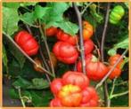 Solanum Aethiopicum Orange Prince Solanum Aeth Or, Ophalen of Verzenden, Nieuw