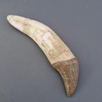 Ultra large Pappocetus lugardi - Fossiele tand - Early whale