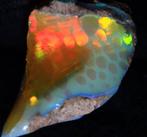 14,0 karaat hoogwaardige, verzamelbare Ethiopische opaal -