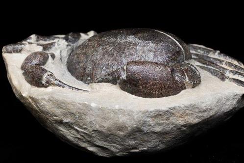Krab - Gefossiliseerd dier - Tumidocarcinus giganteus - 18.5, Verzamelen, Mineralen en Fossielen