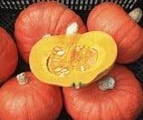 Tractor Hokkaido Bio pompoen eenmalig restant 2380 zaden, Huis en Inrichting, Woonaccessoires | Kunstplanten en Kunstbloemen, Nieuw