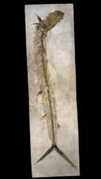 fossiele vis - Fossiel skelet - Vallecillichthys, Verzamelen, Mineralen en Fossielen