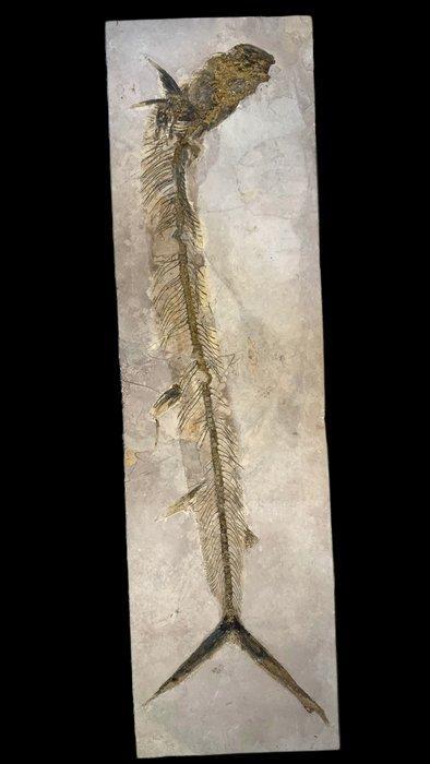 fossiele vis - Fossiel skelet - Vallecillichthys, Verzamelen, Mineralen en Fossielen