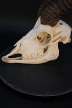 Springbok Schedel van een zoogdier - Antidorcas marsupialis