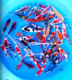 Otsuka 14-18cm (Japanse Koi), Karper of Koi