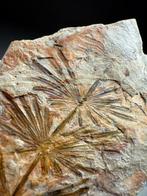 VERHALEN BLADEN BORD-Hoge kwaliteit - Gefossiliseerde plant