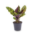 Calathea Lancifolia - Pauwenplant - Terrarium plant - Potmaa, Verzenden