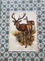 Willi Tismer - Rothirsch - jaren 1950